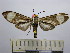  (Rhipha leucoplaga - BEVI1579)  @14 [ ] No Rights Reserved (2012) Benoit Vincent Research Collection of Benoit Vincent