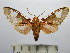  (Rhodorhipha andensis - BEVI1587)  @14 [ ] No Rights Reserved (2012) Benoit Vincent Research Collection of Benoit Vincent