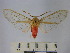  (Pseudohemihyalea sp. 5 - BEVI1686)  @14 [ ] No Rights Reserved (2012) Benoit Vincent Research Collection of Benoit Vincent