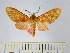  (Lampruna perflua - BEVI1732)  @14 [ ] No Rights Reserved  Unspecified Unspecified
