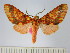  (Lampruna perflua - BEVI1737)  @14 [ ] No Rights Reserved  Unspecified Unspecified