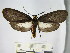  (Pseudapistosia chimaera - BEVI1765)  @13 [ ] No Rights Reserved  Unspecified Unspecified