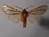  (Pseudohemihyalea syracosia - BEVI1890)  @14 [ ] Unspecified (default): All Rights Reserved  Unspecified Unspecified