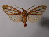  (Pseudohemihyalea fallaciosa - BEVI1891)  @13 [ ] Unspecified (default): All Rights Reserved  Unspecified Unspecified