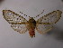  (Pseudohemihyalea rhoda - BEVI1892)  @14 [ ] Unspecified (default): All Rights Reserved  Unspecified Unspecified