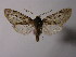  (Pseudohemihyalea carmen - BEVI1896)  @14 [ ] Unspecified (default): All Rights Reserved  Unspecified Unspecified