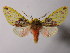  (Symphlebia costaricensis - BEVI1901)  @14 [ ] Unspecified (default): All Rights Reserved  Unspecified Unspecified