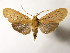  (Pelochyta cervina - BEVI1903)  @15 [ ] Unspecified (default): All Rights Reserved  Unspecified Unspecified