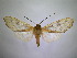  (Pseudohemihyalea sp. 2 - BEVI1917)  @14 [ ] Unspecified (default): All Rights Reserved  Unspecified Unspecified