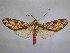  (Cresera espiritosantensis - BEVI1922)  @14 [ ] Unspecified (default): All Rights Reserved  Unspecified Unspecified