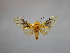  (Symphlebia amaculata - BEVI2259)  @11 [ ] No Rights Reserved (2020) Benoit VINCENT Unspecified