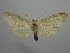  (Leucanopsis contempta - BEVI2416)  @11 [ ] No Rights Reserved (2022) Benoit VINCENT Unspecified