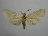  (Leucanopsis huaco - BEVI2432)  @11 [ ] No Rights Reserved (2022) Benoit VINCENT Unspecified