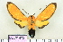  (Ormetica sp - BEVI1412)  @14 [ ] No Rights Reserved (2011) Benoit Vincent Unspecified