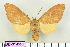  (Symphlebia nigropunctata - BEVI1429)  @14 [ ] No Rights Reserved (2011) Benoit Vincent Unspecified