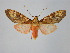 (Cresera sp - BEVI1440)  @11 [ ] No Rights Reserved (2011) Benoit Vincent Unspecified