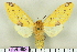  (Symphlebia obliquefasciatus - BEVI1452)  @13 [ ] No Rights Reserved (2011) Benoit Vincent Unspecified