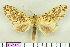  (Leucanopsis ahysa - BEVI1479)  @13 [ ] No Rights Reserved (2011) Benoit Vincent Unspecified