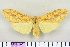  (Leucanopsis biedala - BEVI1480)  @14 [ ] No Rights Reserved (2011) Benoit Vincent Unspecified