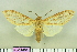  (Leucanopsis polyodonta - BEVI1481)  @13 [ ] No Rights Reserved (2011) Benoit Vincent Unspecified
