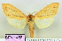 (Leucanopsis louella - BEVI1483)  @14 [ ] No Rights Reserved (2011) Benoit Vincent Unspecified