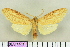  (Leucanopsis joasa - BEVI1484)  @13 [ ] No Rights Reserved (2011) Benoit Vincent Unspecified