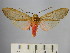  (Pseudohemihyalea sp. 9_BV - BEVI1671)  @13 [ ] No Rights Reserved (2012) Benoit Vincent Research Collection of Benoit Vincent