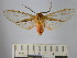  (Pseudohemihyalea sp. 1_BV - BEVI1679)  @12 [ ] No Rights Reserved (2012) Benoit Vincent Research Collection of Benoit Vincent