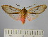  (Pseudohemihyalea sp. 2_BV - BEVI1680)  @14 [ ] No Rights Reserved (2012) Benoit Vincent Research Collection of Benoit Vincent