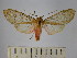  (Pseudohemihyalea porioni - BEVI1681)  @11 [ ] No Rights Reserved (2012) Benoit Vincent Research Collection of Benoit Vincent