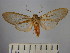  (Pseudohemihyalea fuscescens - BEVI1682)  @11 [ ] No Rights Reserved (2012) Benoit Vincent Research Collection of Benoit Vincent