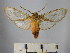  (Pseudohemihyalea sp. 3_BV - BEVI1684)  @14 [ ] No Rights Reserved (2012) Benoit Vincent Research Collection of Benoit Vincent