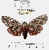  (Arachnis aulaea - MILA 1513)  @15 [ ] Unspecified (default): All Rights Reserved  Unspecified Unspecified