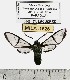  (Nyridela acroxantha - MILA 1526)  @13 [ ] Unspecified (default): All Rights Reserved  Unspecified Unspecified