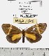  (Euchlaenidia neglecta - MILA 1545)  @14 [ ] Unspecified (default): All Rights Reserved  Unspecified Unspecified