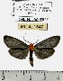  (Apistosia sp. 1-ML - MILA 1547)  @12 [ ] Unspecified (default): All Rights Reserved  Unspecified Unspecified