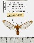  (Sphecosoma monticola - MILA 1552)  @14 [ ] Unspecified (default): All Rights Reserved  Unspecified Unspecified