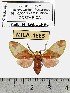  (Symphlebia creon - MILA 1565)  @14 [ ] Unspecified (default): All Rights Reserved  Unspecified Unspecified