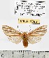  (Pseudohemihyalea sp. 4-ML - MILA 1596)  @12 [ ] Unspecified (default): All Rights Reserved  Unspecified Unspecified