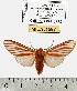  (Pseudohemihyalea sp. 3-ML - MILA 1597)  @13 [ ] Unspecified (default): All Rights Reserved  Unspecified Unspecified