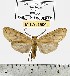  (Leucanopsis sp. 1-ML - MILA 1600)  @14 [ ] Unspecified (default): All Rights Reserved  Unspecified Unspecified