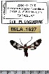  (Phoenicoprocta teda - MILA 1627)  @12 [ ] Copyright (2012) Michel Laguerre Research Collection of Michel Laguerre