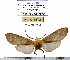  (Pseudohemihyalea sp-1ML - MILA 1672)  @12 [ ] Copyright (2012) Michel Laguerre Research Collection of Michel Laguerre
