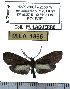  ( - MILA 1865)  @12 [ ] Copyright (2012) Michel Laguerre Research Collection of Michel Laguerre