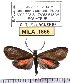  (Epectaptera - MILA 1866)  @14 [ ] Copyright (2012) Michel Laguerre Research Collection of Michel Laguerre
