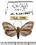  (Tricypha nigrescens - MILA 1968)  @13 [ ] Copyright (2012) Michel Laguerre Research Collection of Michel Laguerre