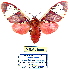  (Rhodorhipha vivia - MILA 1999)  @15 [ ] Unspecified (default): All Rights Reserved  Unspecified Unspecified