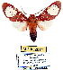  (Rhodorhipha mathildae - MILA 2011)  @15 [ ] Unspecified (default): All Rights Reserved  Unspecified Unspecified