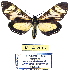  (Dysschema sp. ML1 - MILA 2016)  @13 [ ] Unspecified (default): All Rights Reserved  Unspecified Unspecified