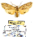 (Leucanopsis liparoides - MILA 2021)  @14 [ ] Unspecified (default): All Rights Reserved  Unspecified Unspecified